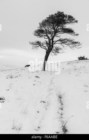 Pino silvestre su grande mell cadde nella neve Foto Stock