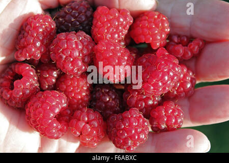 Una manciata di appena raccolto lamponi autunno - (Rubus idaeus) 'autunno Bliss' Foto Stock