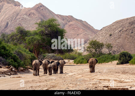 Gli elefanti a piedi in Kaokoveld, Namibia, Africa Foto Stock