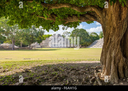 Telai ad albero plaza e piramidi presso le rovine Maya di Edzna in Campeche, Messico. Foto Stock