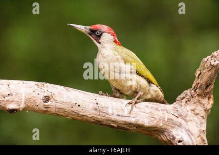 Picchio verde (Picus viridis) adulto appollaiato sul ramo nel bosco, Ungheria, Europa Foto Stock