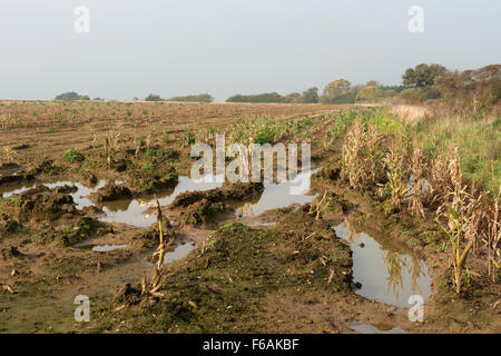 Acqua campo connesso Bawdsey Suffolk REGNO UNITO Foto Stock