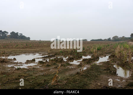 Acqua campo connesso Bawdsey Suffolk REGNO UNITO Foto Stock