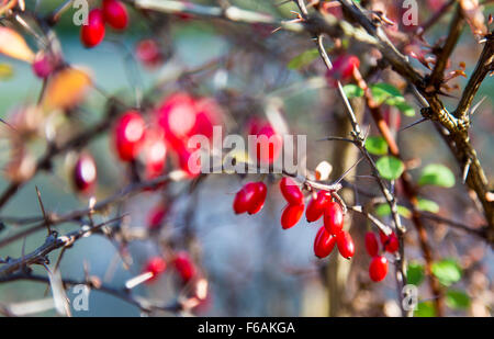 Crespino (Berberis vulgaris Crespino) anche, aceto berry pianta arbusto con bacche commestibili, Foto Stock