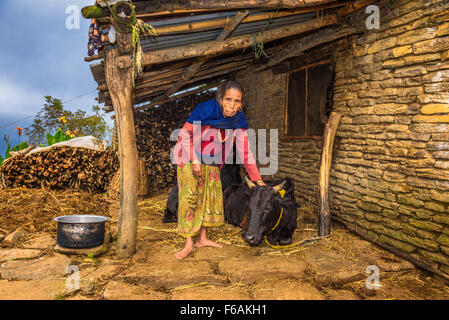 Anziana donna nepalese prendersi cura della sua mucca Foto Stock