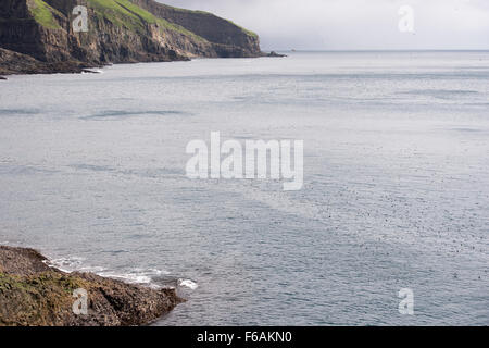 Un gregge di Atlantic i puffini, fratercula arctica nuoto su acqua sulle isole Faerøer Foto Stock