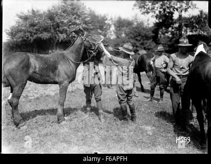 Una guerra mondiale I veterinario di trattare un cavallo ai denti, Louvencourt, Foto Stock