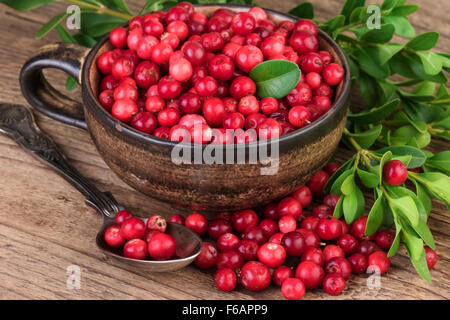 Cranberry Lingonberry Foto Stock