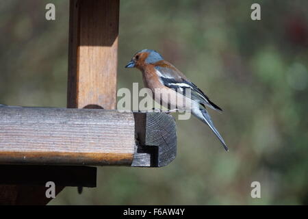 Comune (fringuello Fringilla coelebs) seduto su di una tavola di uccelli Foto Stock