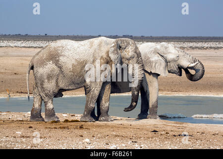Savana Africana elefanti a Waterhole, il Parco Nazionale di Etosha, Namibia, Africa Foto Stock