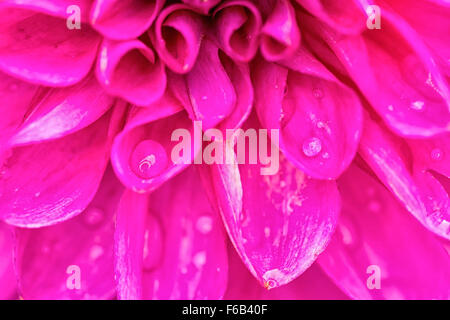 Dettaglio di petali di rosa con gocce di rugiada Foto Stock