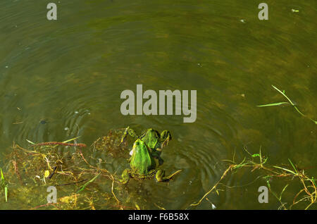 Due rane verdi in acqua - stagione primavera. Foto Stock