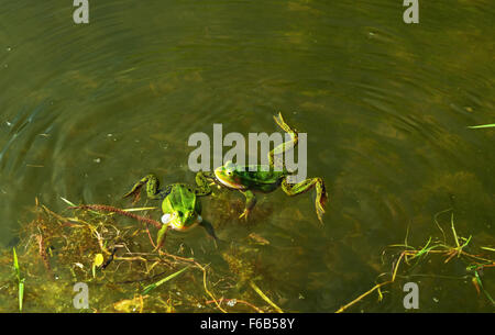 Due rane verdi in acqua - stagione primavera. Foto Stock