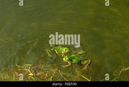 Due rane verdi in acqua - stagione primavera. Foto Stock