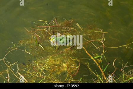 Rana verde in acqua - stagione primavera. Foto Stock