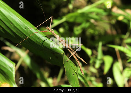 Il Phasmatodea (noto anche come Phasmida o Phasmatoptera) sono un ordine di insetti Foto Stock