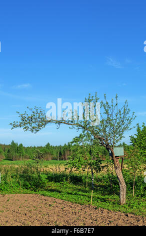 Giardino di primavera. Foto Stock