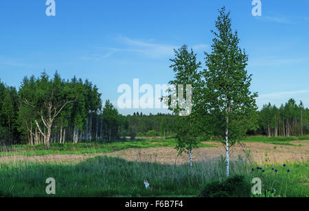 Campo primaverile con gatto e betulle. Foto Stock