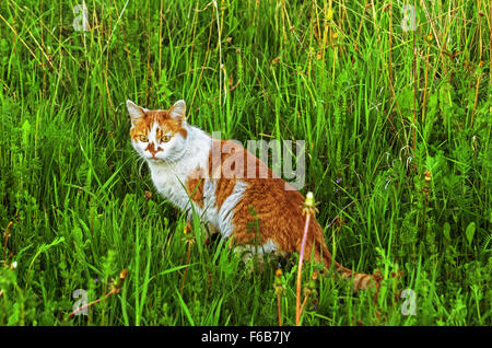 Cat a piedi sul prato di erba. Foto Stock