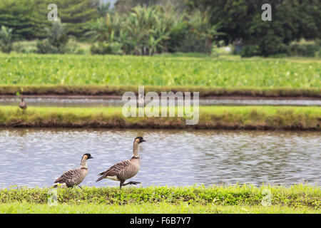 Nene Hawaiian Geese (Branta sandvicensis) coppia camminando accanto agli stagni taro nella Valle Hanalei a Kauai, Hawaii Foto Stock