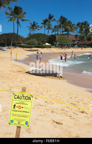 Incinta Sigillo Monk Hawaiiano che riposa sulla spiaggia di Poipu. La zona è stata temporaneamente segnalata e stracciata dal personale dell'hotel quando il sigillo è arrivato a terra Foto Stock