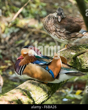 Anatra di mandarino (Aix galericulata) Foto Stock