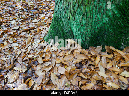 Castanea sativa. Caduto castagno lascia accanto al tronco di albero ricoperte da alghe in autunno. Regno Unito Foto Stock