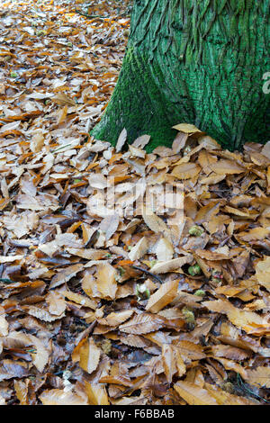 Castanea sativa. Caduto castagno lascia accanto al tronco di albero ricoperte da alghe in autunno. Regno Unito Foto Stock