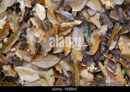 Castanea sativa. Caduto castagno le foglie in autunno. Regno Unito Foto Stock