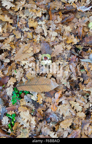 Castanea sativa e Quercus robur. Caduto il dolce di castagno e di quercia le foglie in autunno. Regno Unito Foto Stock