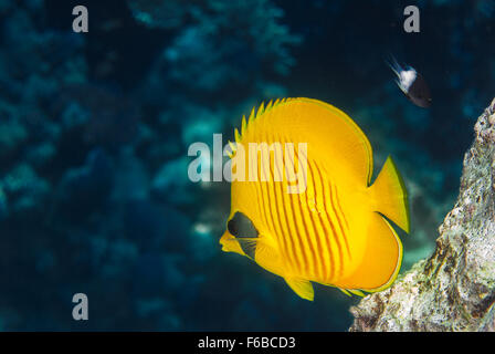 Bluecheek butterflyfish Chaetodon semilarvatus, Chaetodontidae, Sharm el Sheikh, Mar Rosso, Egitto Foto Stock