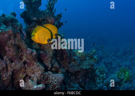 Bluecheek butterflyfish Chaetodon semilarvatus, Chaetodontidae, Sharm el Sheikh, Mar Rosso, Egitto Foto Stock