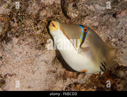 Arabian Picasso pesci balestra, Rhinecanthus assasi, Balistidae, Sharm el Sheikh, Mar Rosso, Egitto Foto Stock