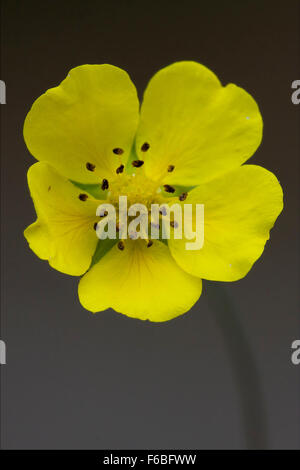 Macro close up di un giallo geum urbanum rosacee leguminose in uno sfondo grigio Foto Stock