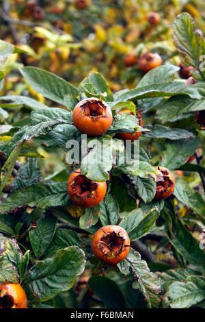 Nespola Mespilus germanica NOTTINGHAM. MINSHULL granchio. Nespola comune. Foto Stock