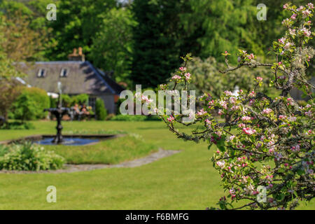 Fiore di Ciliegio in un Scottish country garden Foto Stock