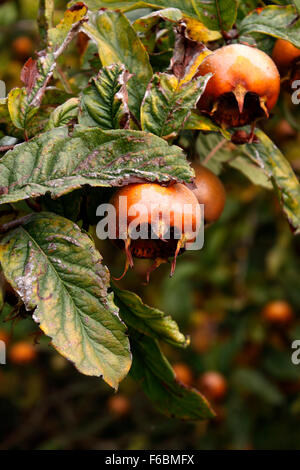 Nespola Mespilus germanica NOTTINGHAM. MINSHULL granchio. Nespola comune. Foto Stock