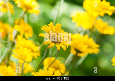 Giallo margherite nel giardino estivo, closeup foto con messa a fuoco selettiva e DOF poco profondo Foto Stock