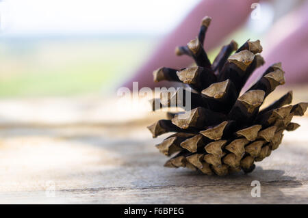 Aprire un cono di pino su uno sfondo colorato Foto Stock