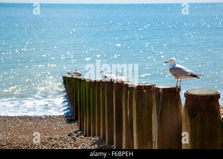 Gabbiani seduto sulla parte superiore di legno le difese costiere in Eastbourne, Inghilterra Foto Stock