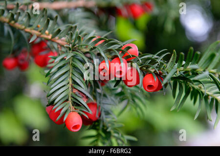 Inglese yew o unione yew (Taxus baccata) con bacche rosse, Germania Foto Stock