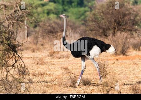 Struzzo somalo (Struthio molybdophanes), maschio, Samburu riserva nazionale, Kenya Foto Stock