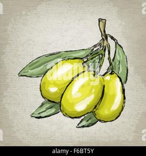 Olive verdi sul ramo con foglie. Illustrazione Vettoriale. Illustrazione Vettoriale