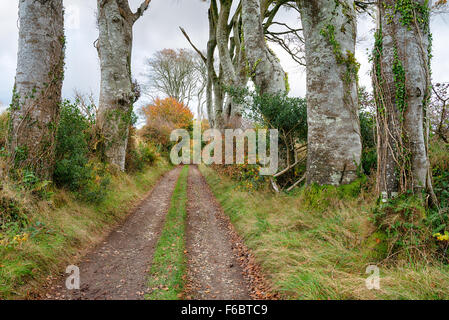 Un viottolo di campagna a Bodmin Moor in Cornovaglia che conduce attraverso alti alberi di faggio Foto Stock