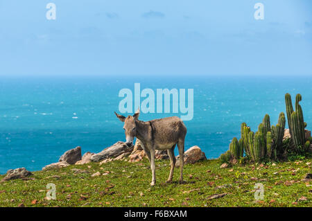 Asini in isolato il villaggio costiero di Jericoacoara, Brasile Foto Stock