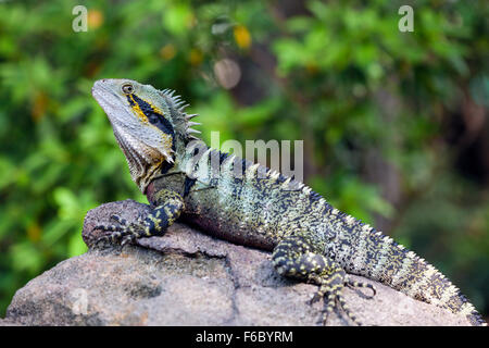 Orientale acqua australiano Dragon, Physignathus lesueurii lesueurii, Queensland, Australia Foto Stock