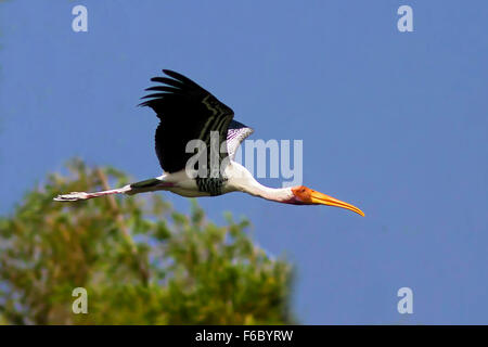 Dipinto di Stork, Karnataka, India, Asia Foto Stock