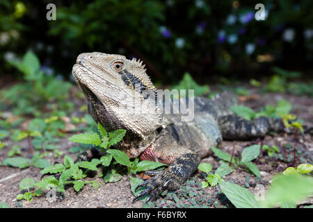 Orientale acqua australiano Dragon, Physignathus lesueurii lesueurii, Queensland, Australia Foto Stock