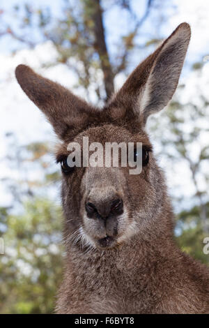 Grigio orientale canguro, Macropus giganteus, Queensland, Australia Foto Stock