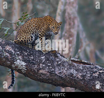 Leopard seduto su albero, Karnataka, India, Asia Foto Stock